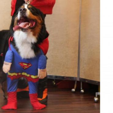 スーパーマン　dog　コスチュームXL