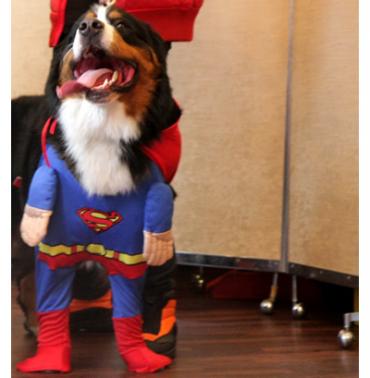 dog　コスチューム　スーパーマン　XL